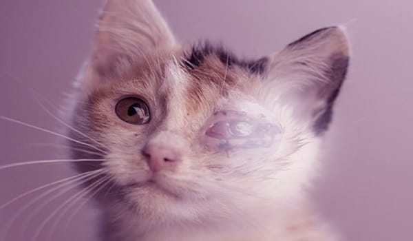 4 Macam Obat Alami Mata Kucing Bengkak Menonjol Yang Terbukti Ampuh